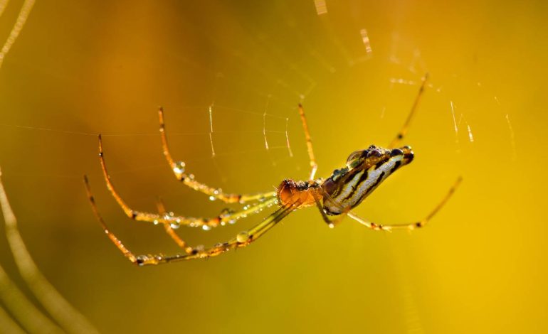 Spider on the web in moring